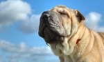 Sharpei dijeta nego i kako se hraniti kod kuće